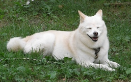 natu07dog.jpg