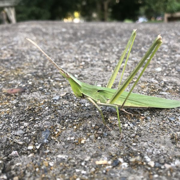 ショウリョウバッタ　Oriental longheaded locust