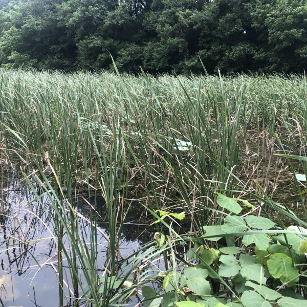 筑波大学の水草（１）天久保池