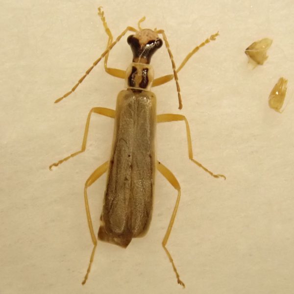 Asiopodabrus属(ジョウカイボン科)のすすめ