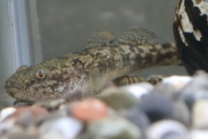 雙峰祭 今まで出会ってきた魚類