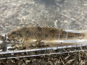 雙峰祭 今まで出会ってきた魚類