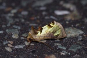 （雙峰祭）きらきらレピ🐸🍃