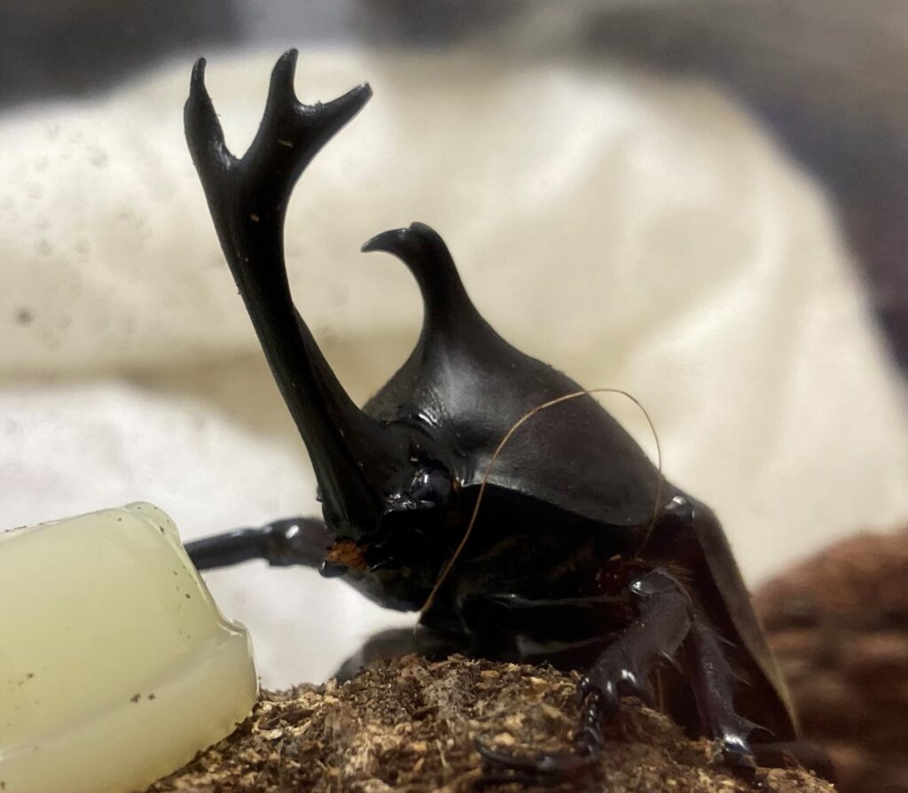 生活を共にしているカブトムシたち 雙峰祭