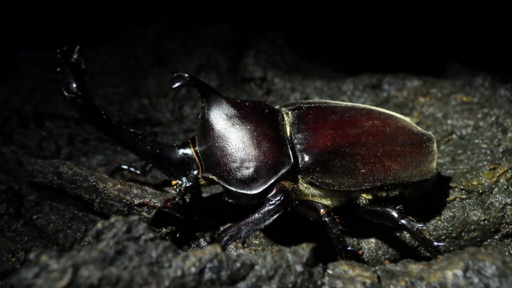 生活を共にしているカブトムシたち 雙峰祭