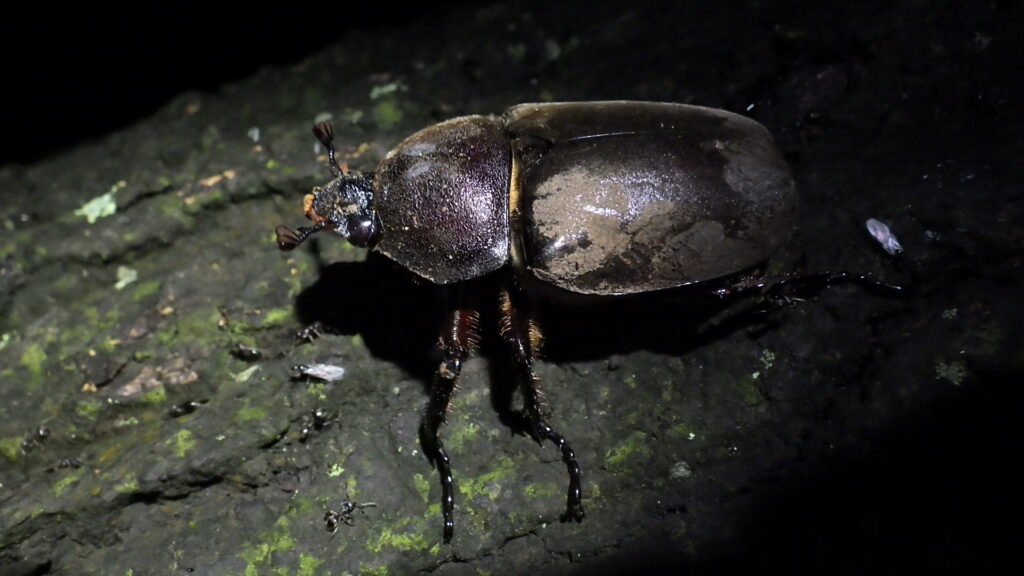 生活を共にしているカブトムシたち 雙峰祭