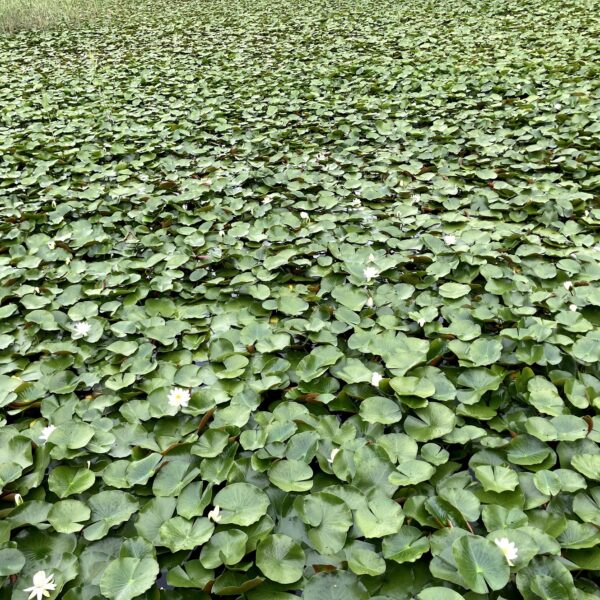 筑波大学構内の外来水草(雙峰祭)